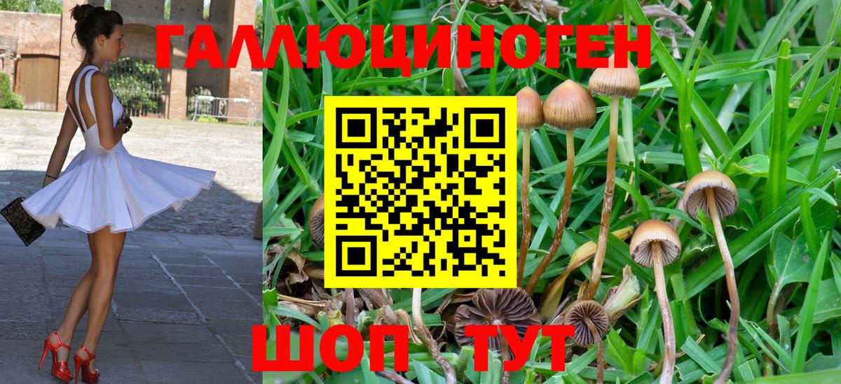 Галлюциногенные грибы Psilocybe  Вход с VPN  Губаха 
